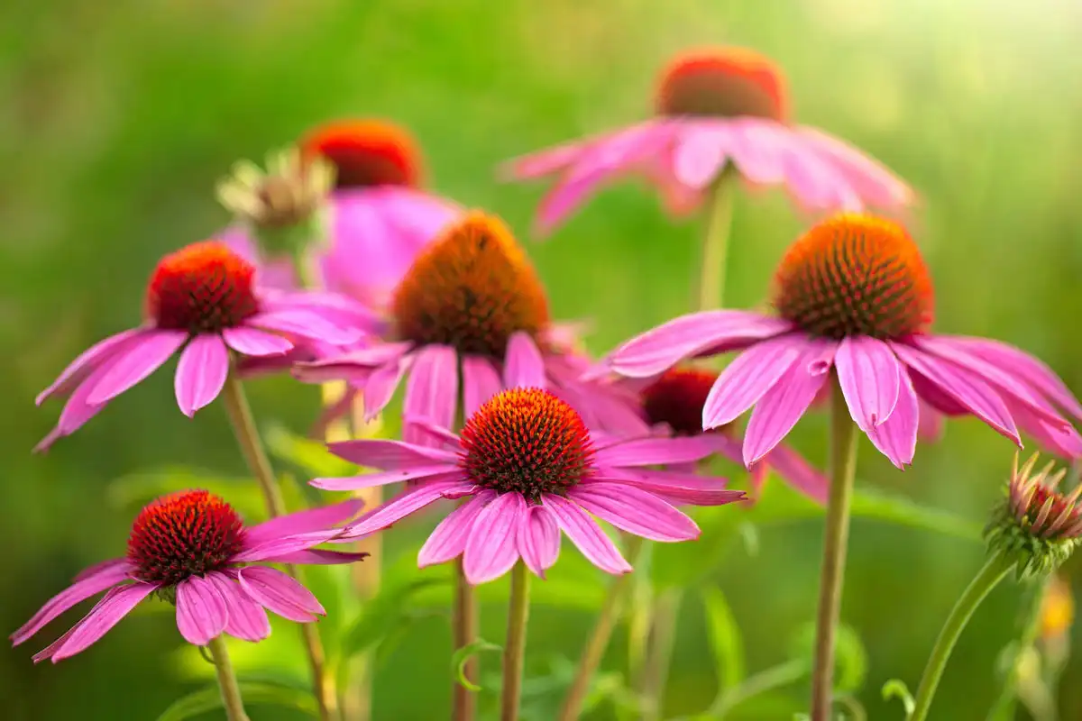 Echinacea Herb Extract Echinacea Herb Extract