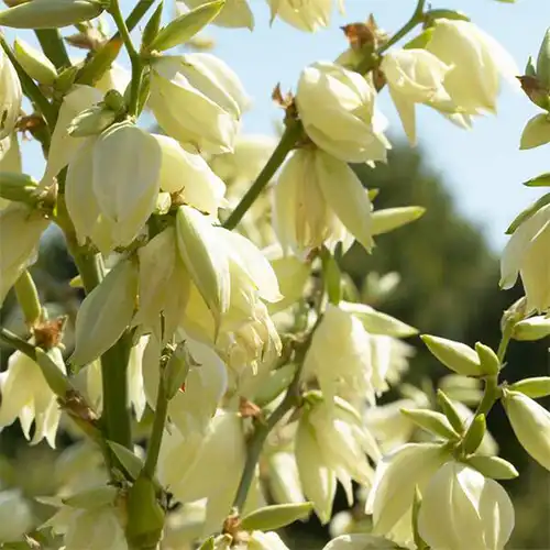 Yucca Root Extract