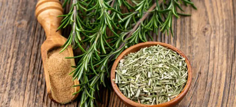 Rosemary extract powder Rosemary extract powder
