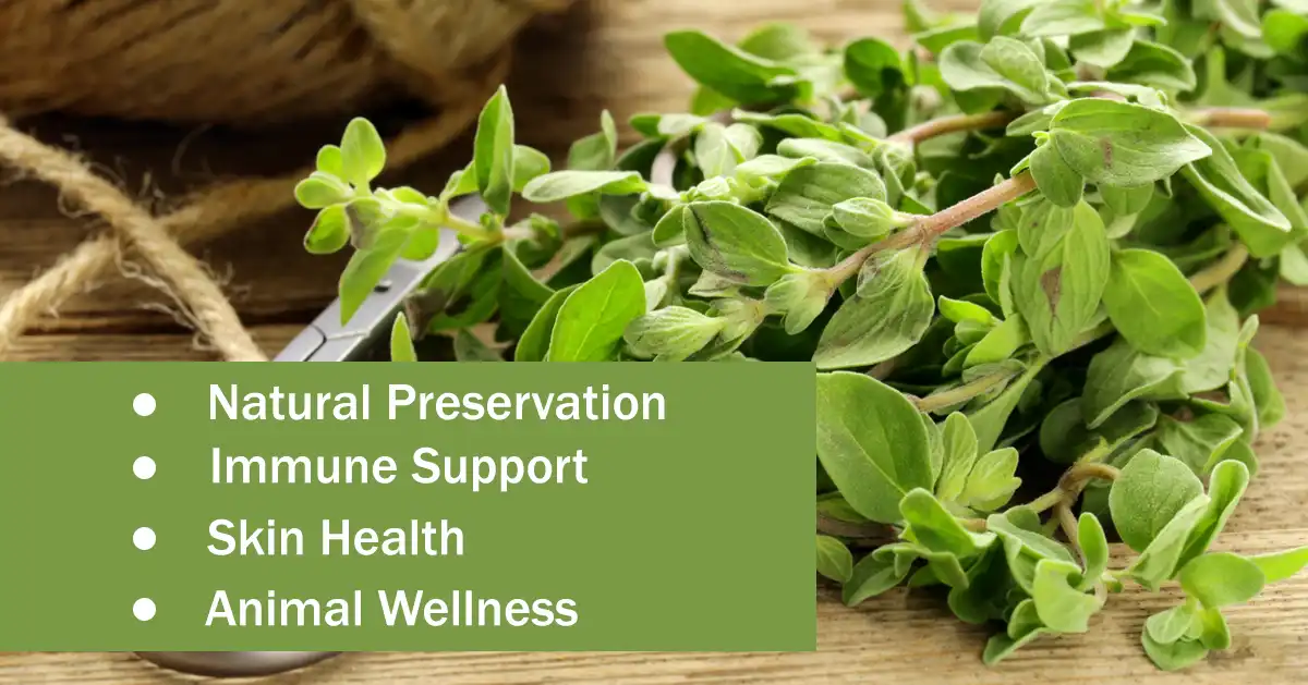 Benefits of Oregano Extract Powder Benefits of Oregano Extract Powder