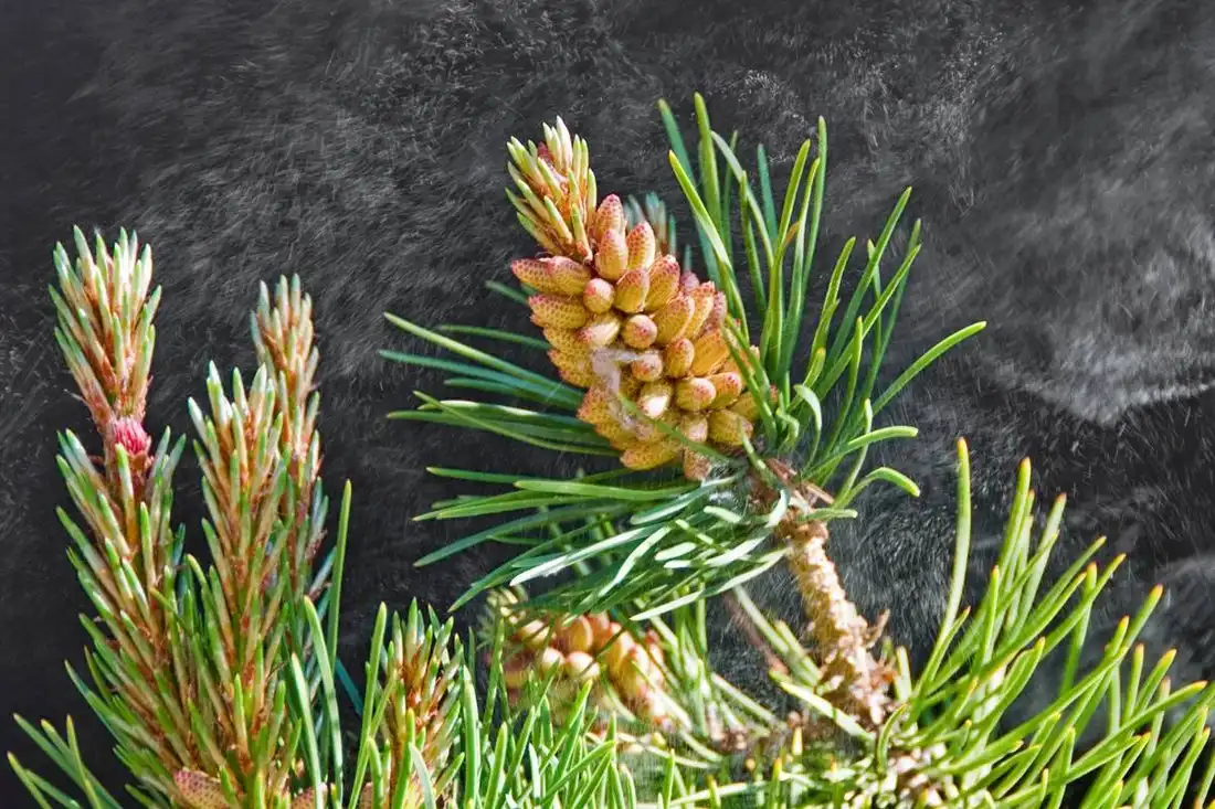 Cell Wall Broken Pine Pollen Powder