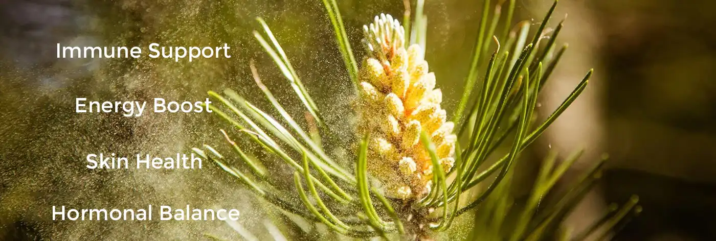 Benefits of Cell Wall Broken Pine Pollen Powder Benefits of Cell Wall Broken Pine Pollen Powder