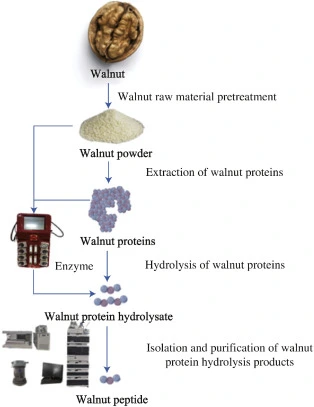 walnut peptide extraction walnut peptide extraction