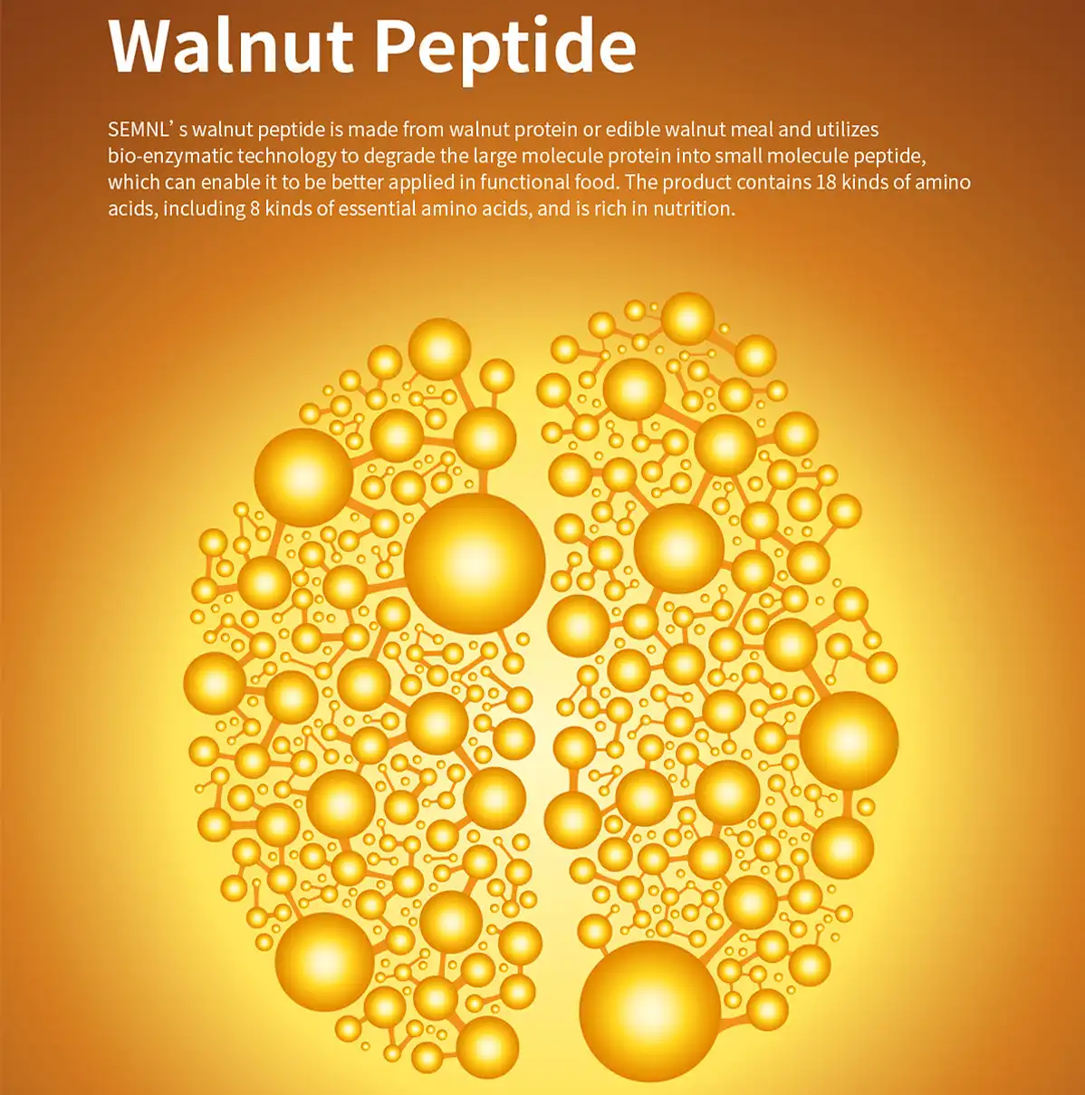 walnut peptide function walnut peptide function