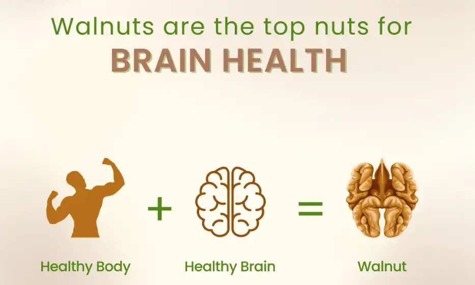 walnut peptide for brain walnut peptide for brain