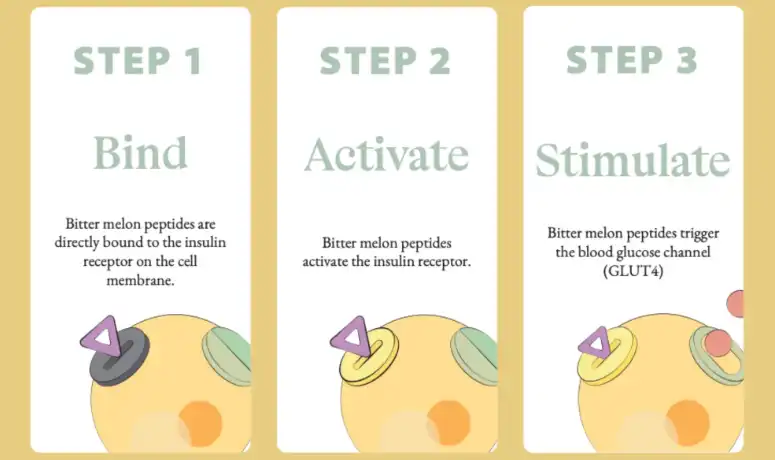 Bitter Melon Peptide Mechanism