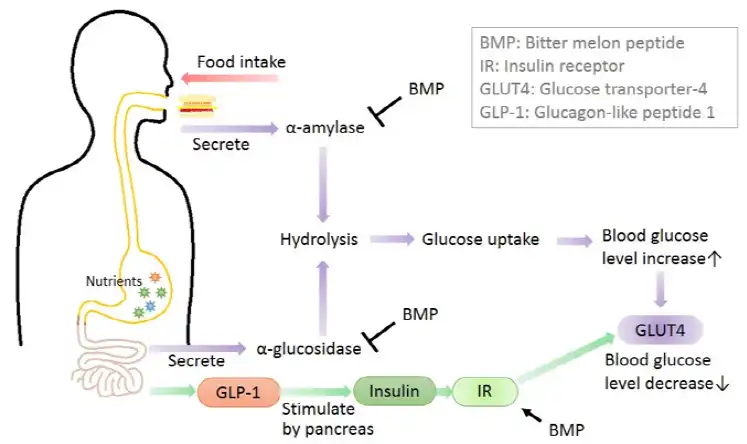 Bitter Melon Peptide functions Bitter Melon Peptide functions