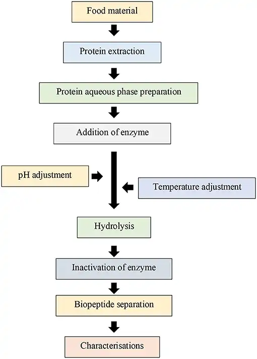 hydrolyzed corn protein process