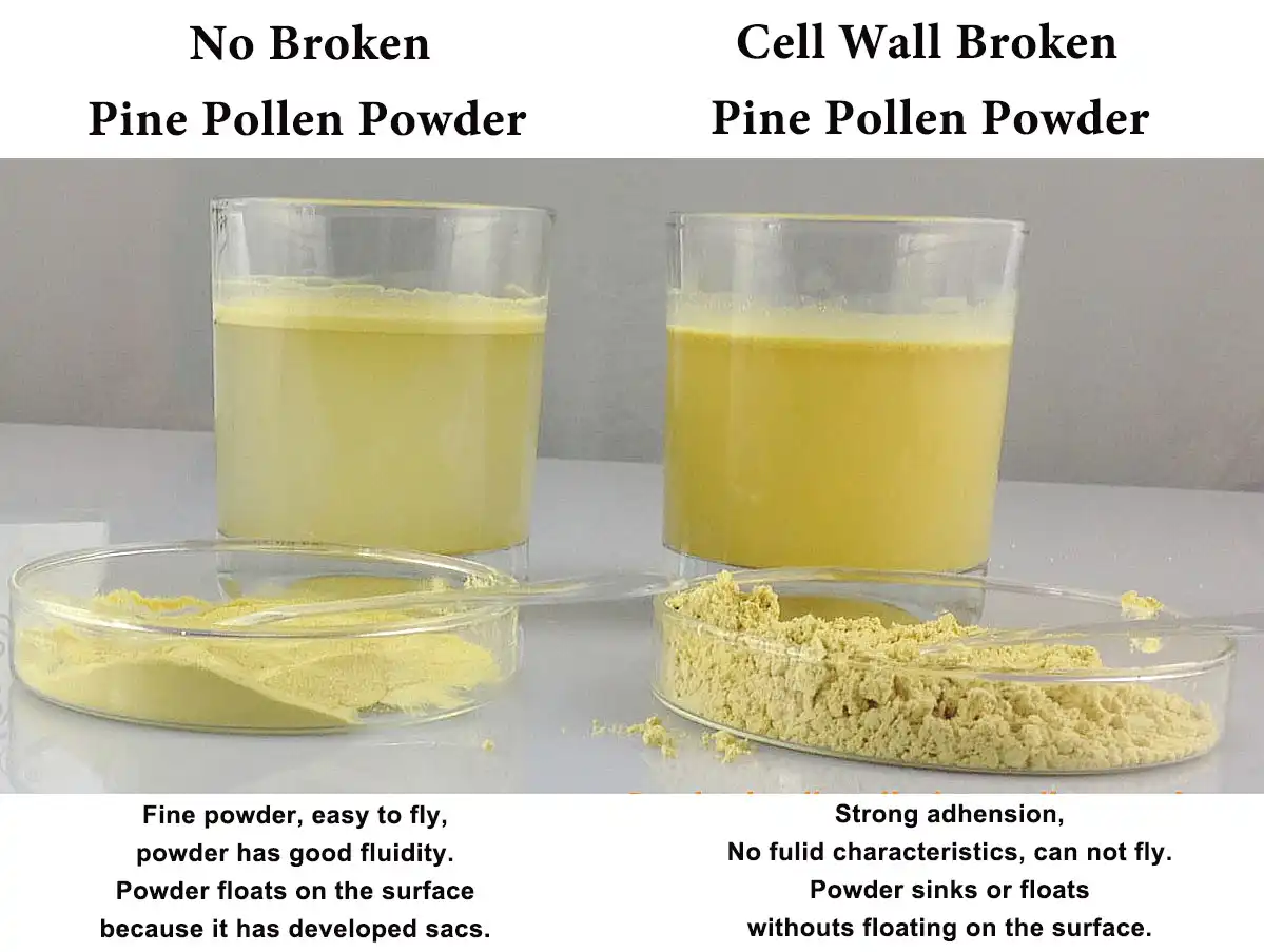 Raw vs Cell Wall Broken Pine Pollen Raw vs Cell Wall Broken Pine Pollen