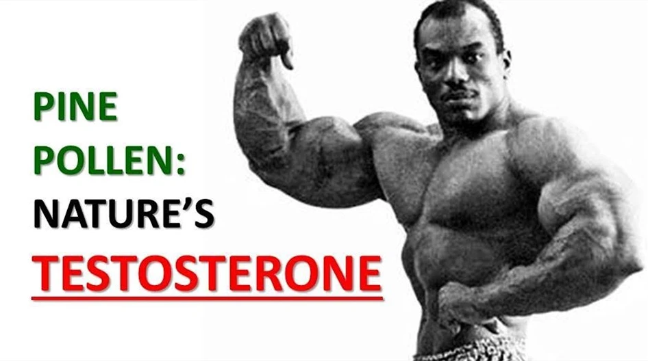 pine pollen powder for men pine pollen powder for men