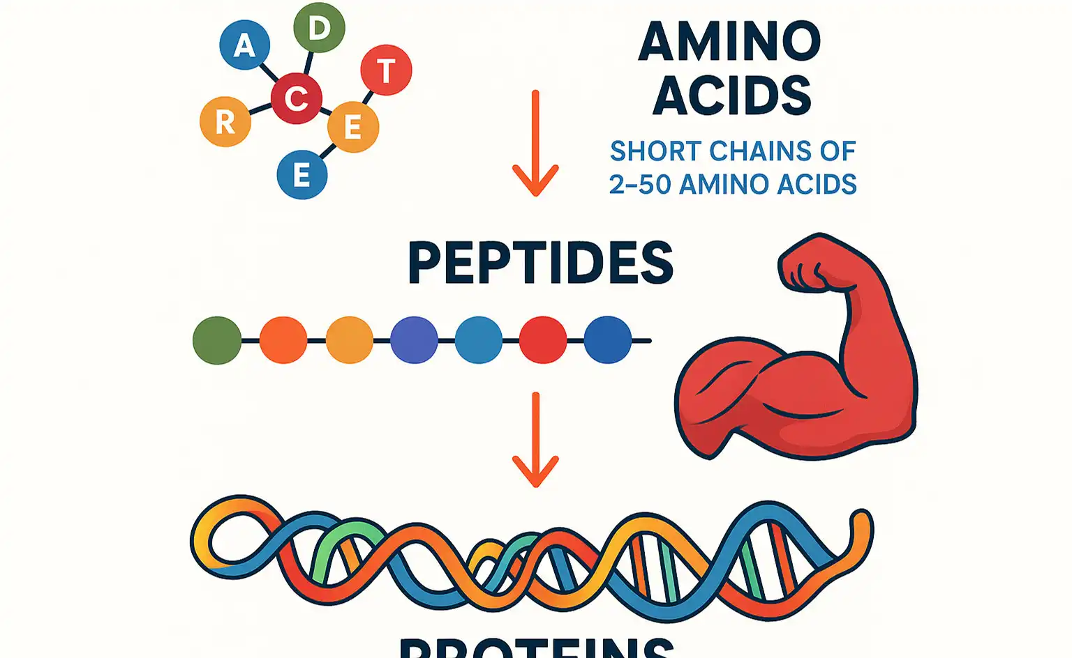 soybean peptide for muscle soybean peptide for muscle