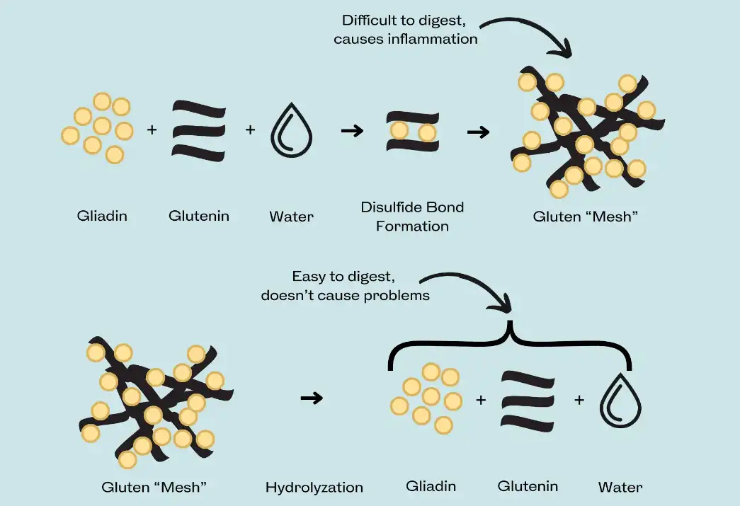 Hydrolyzed Wheat Protein Powder