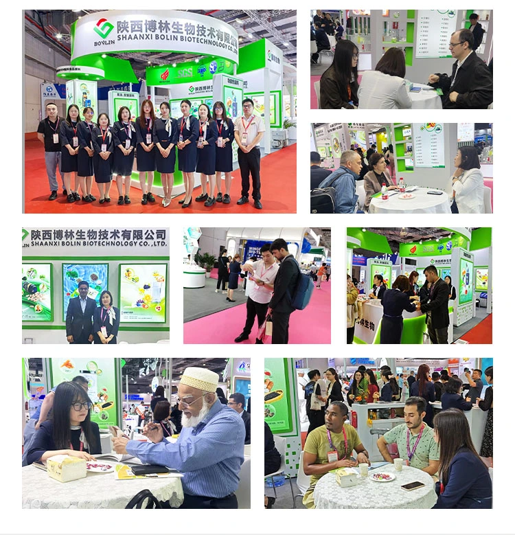 rutin powder exhibition