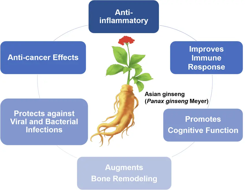 ginseng peptide benefits ginseng peptide benefits
