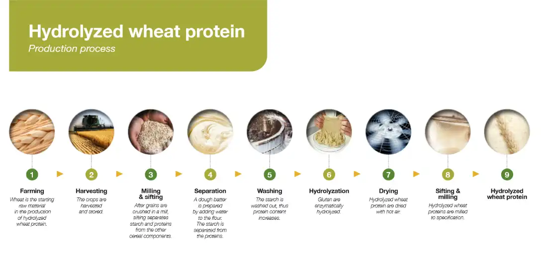 hydrolyzed wheat protein porcess hydrolyzed wheat protein porcess