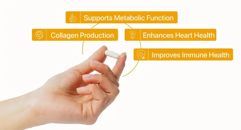 spermidine powder benefits spermidine powder benefits