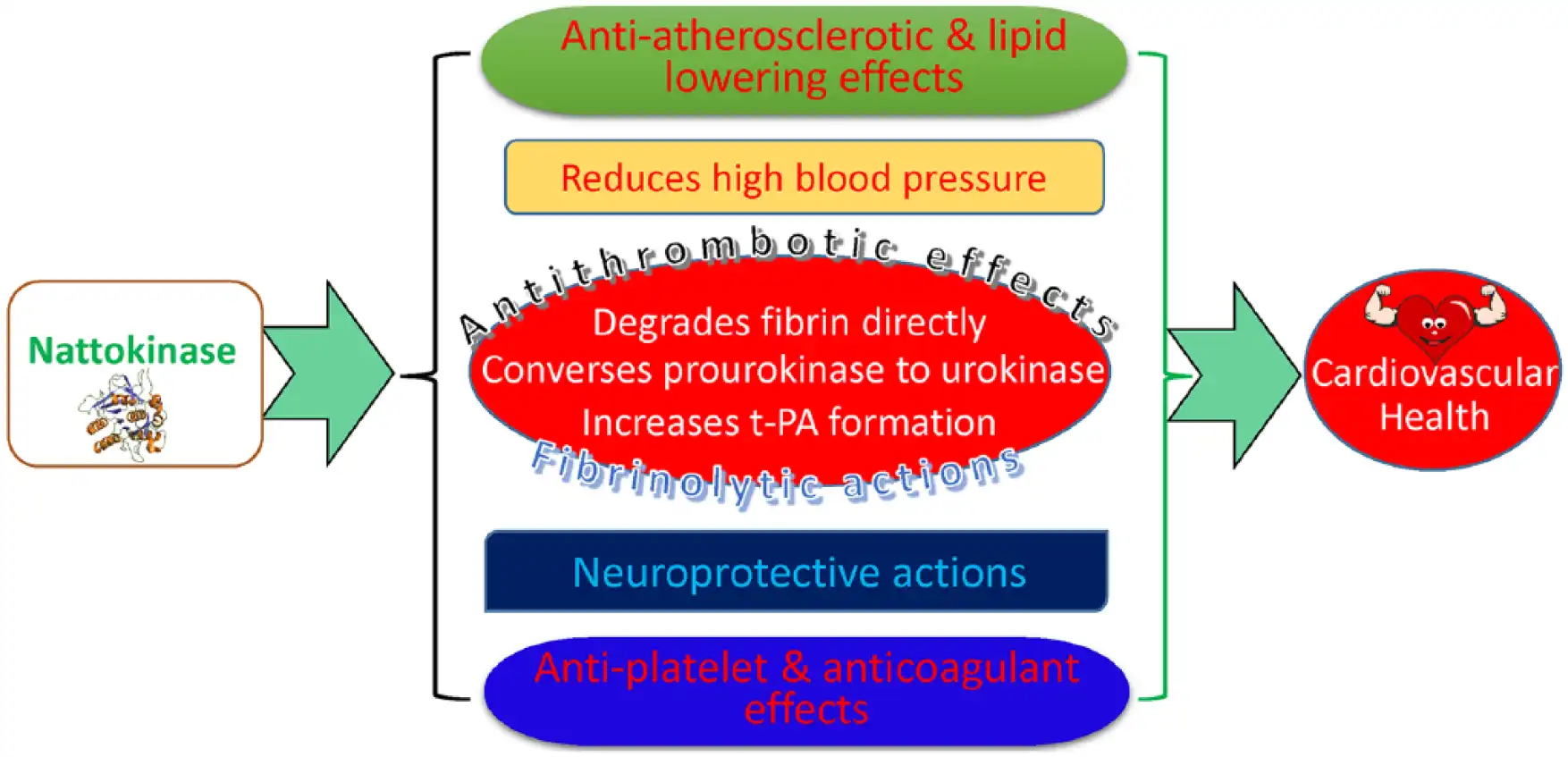 Natto Nattokinase Cardiovascular Natto Nattokinase Cardiovascular