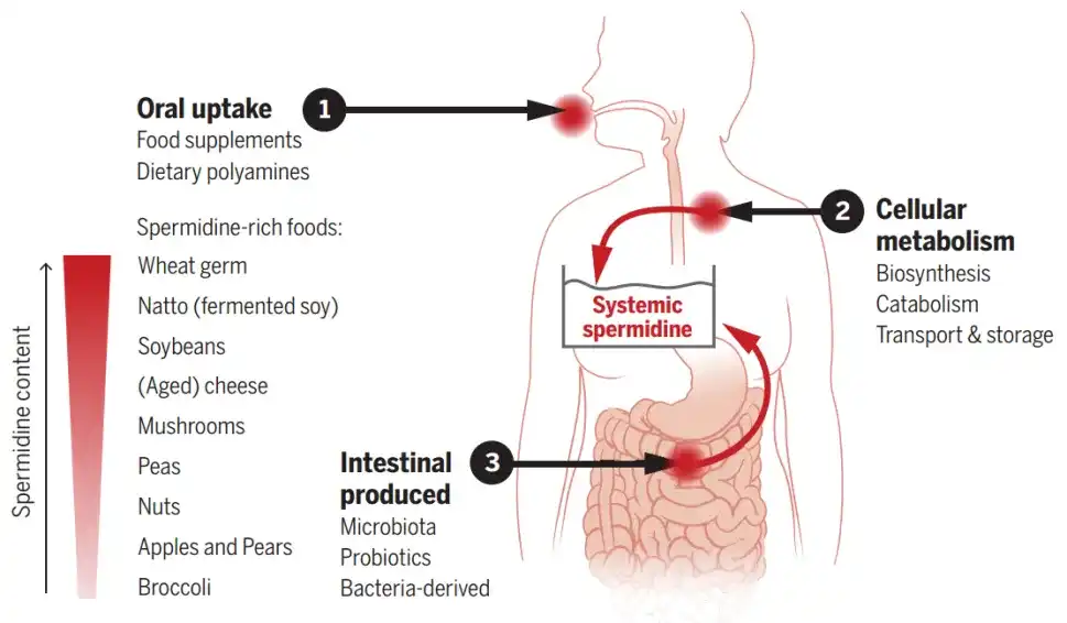 wheat germ extract spermidine powder wheat germ extract spermidine powder