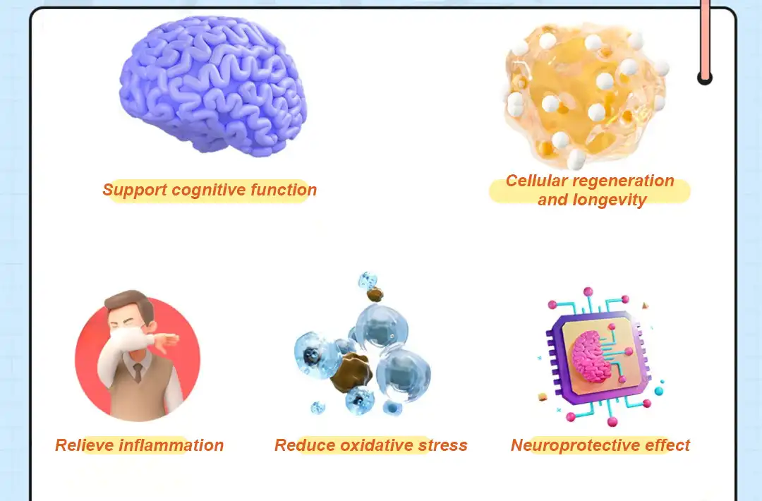 SPERMIDINE POWDER BENEFITS