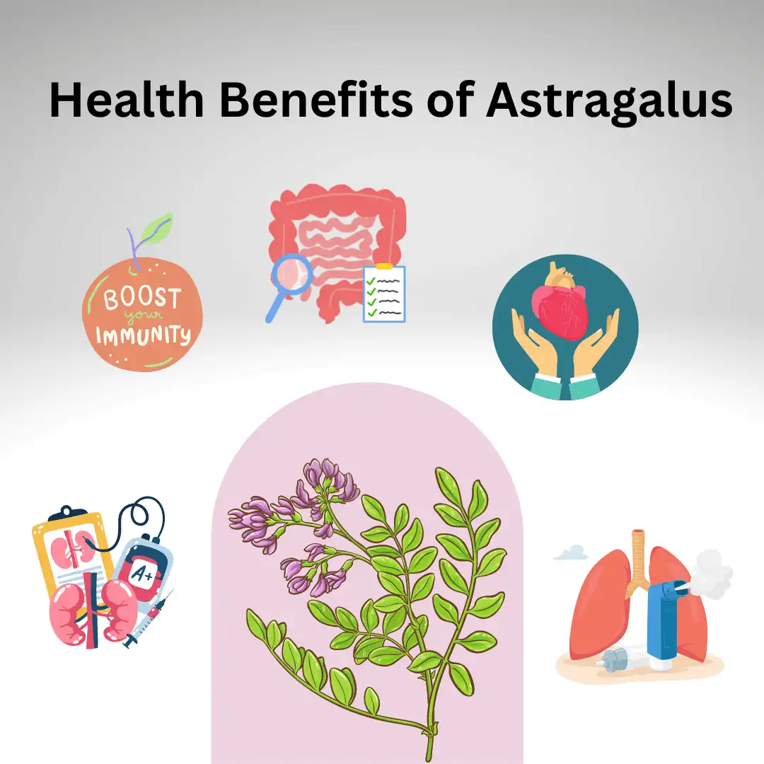 Astragalus Extract Powder benefits Astragalus Extract Powder benefits