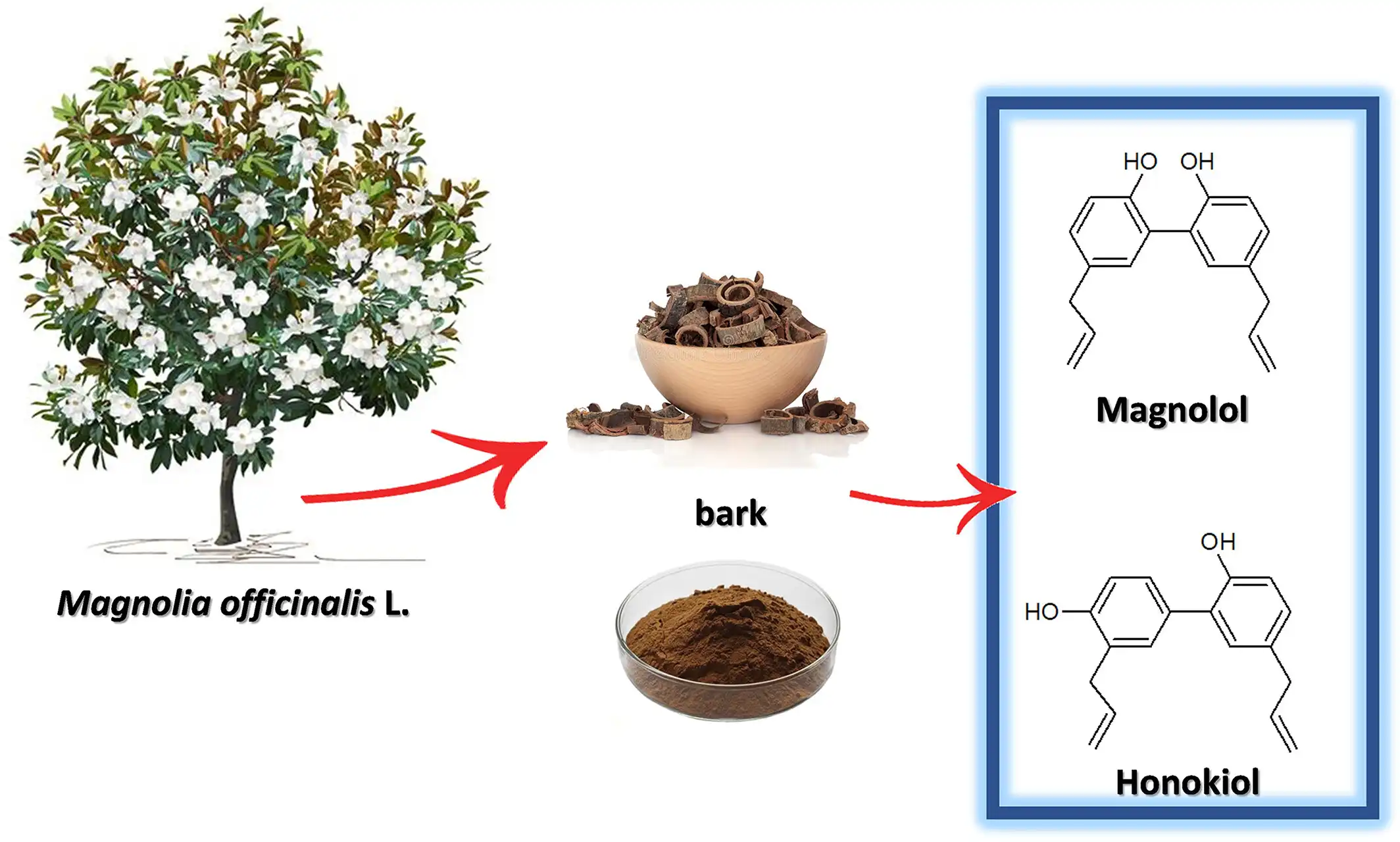 Magnolia Bark Powder compound Magnolia Bark Powder compound