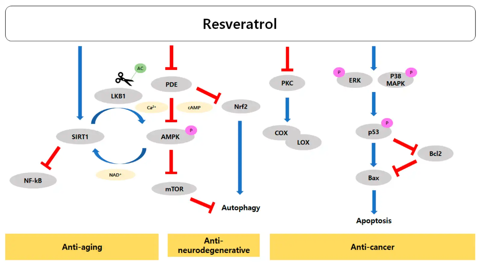 Resveratrol powder anti aging