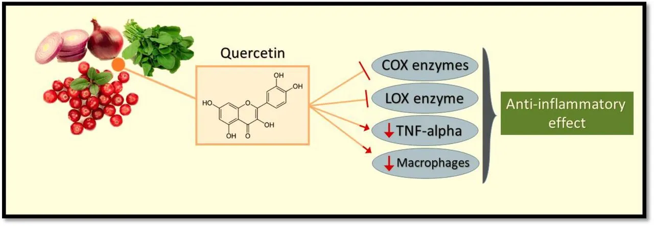 Quercetin Anti-Inflammatory Quercetin Anti-Inflammatory