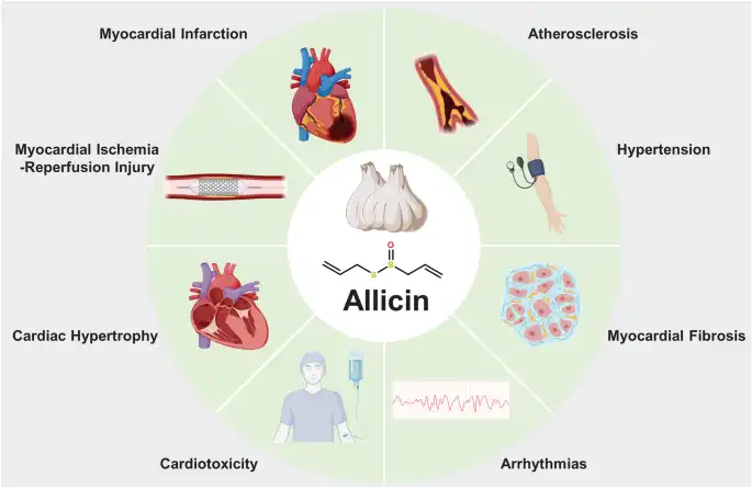 garlic extract Cardiovascular benefit