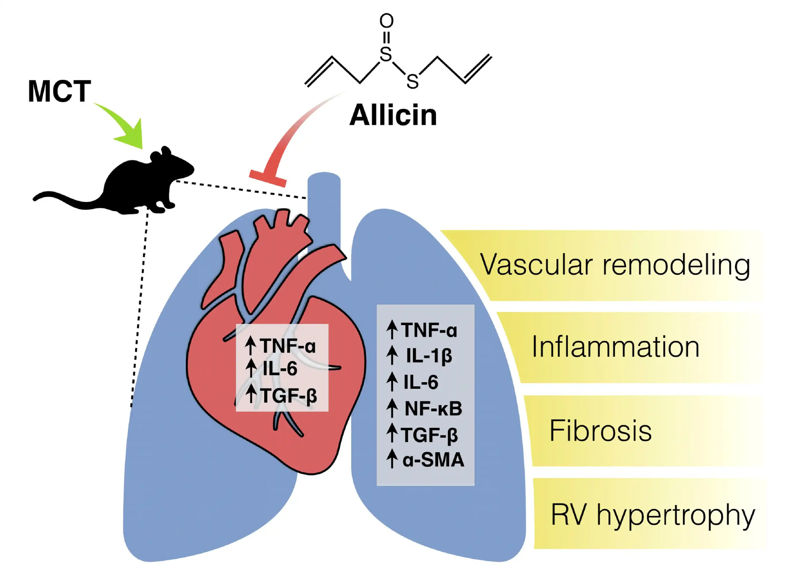 garlic extract supplier garlic extract supplier