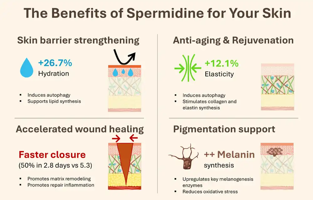 Spermidine powder for skin Spermidine powder for skin