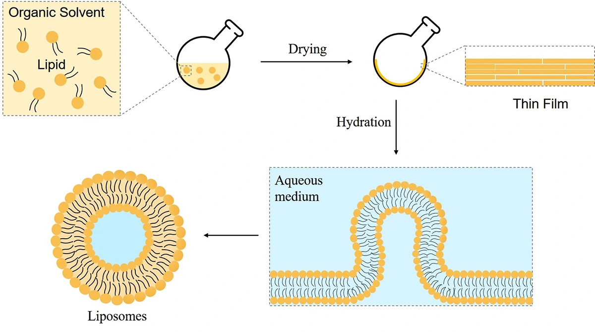 Liposomal Apigenin process Liposomal Apigenin process