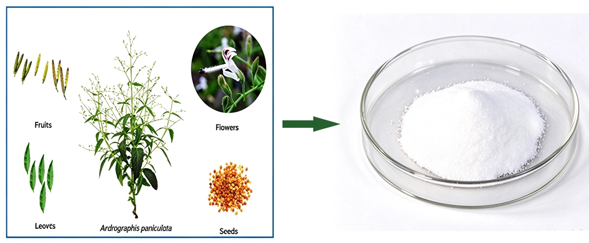 Andrographolide Powder Andrographolide Powder