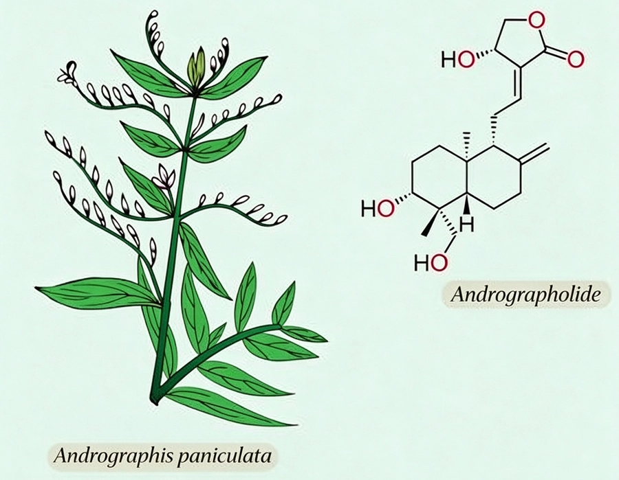 Andrographolide powder Andrographolide powder
