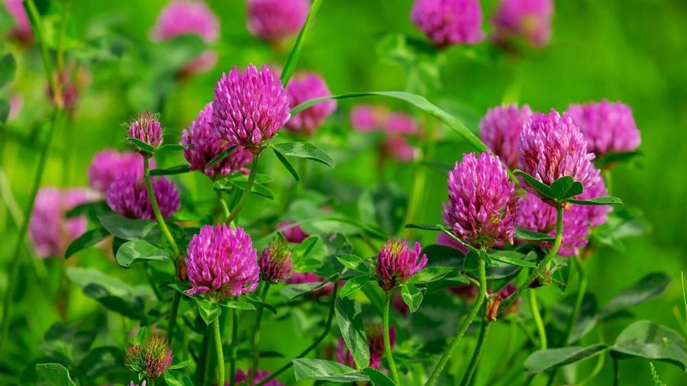 red clover extract source red clover extract source