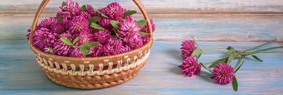 red clover extract powder red clover extract powder