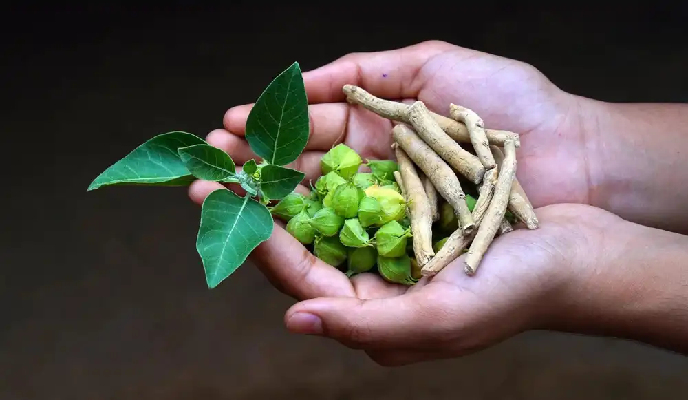 kava extract for stress