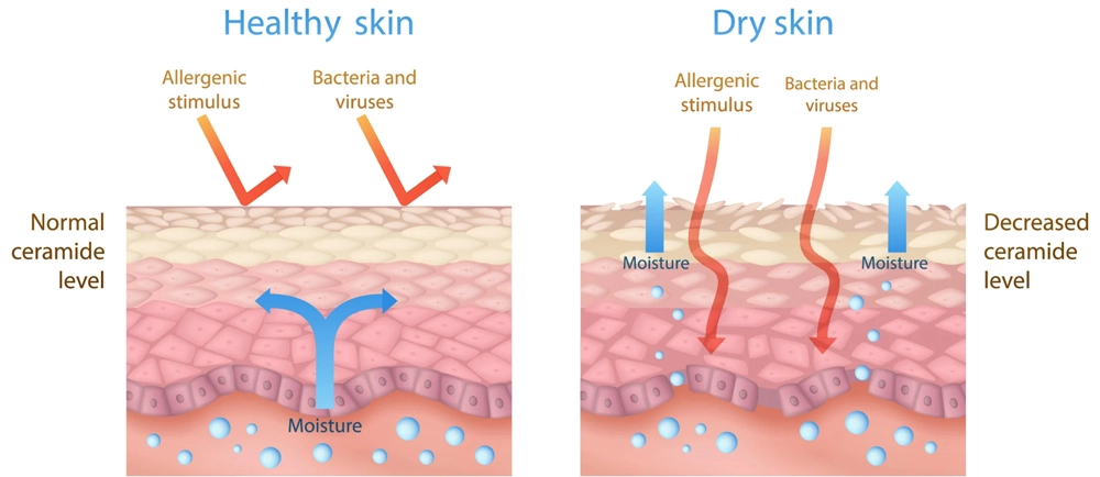 Ceramide powder for skin