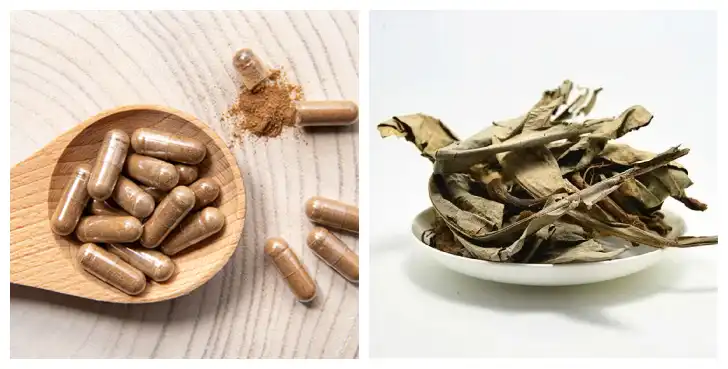 Kacip Fatimah extract powder