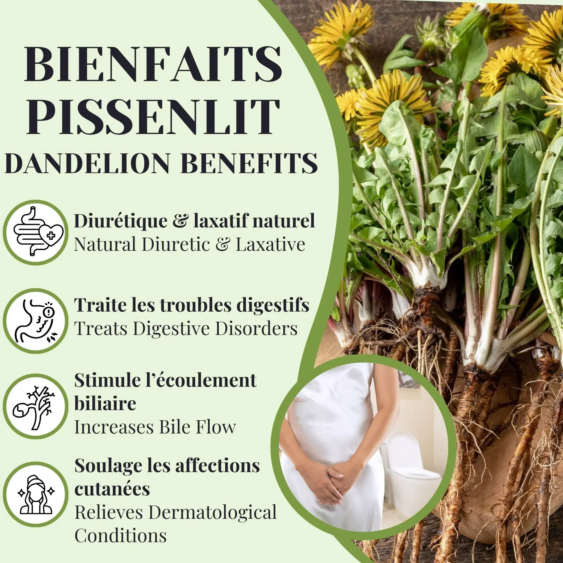 Benefits of Dandelion Root Extract Powder Benefits of Dandelion Root Extract Powder