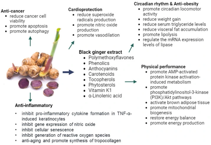 Benefits of Black Ginger Extract Powder