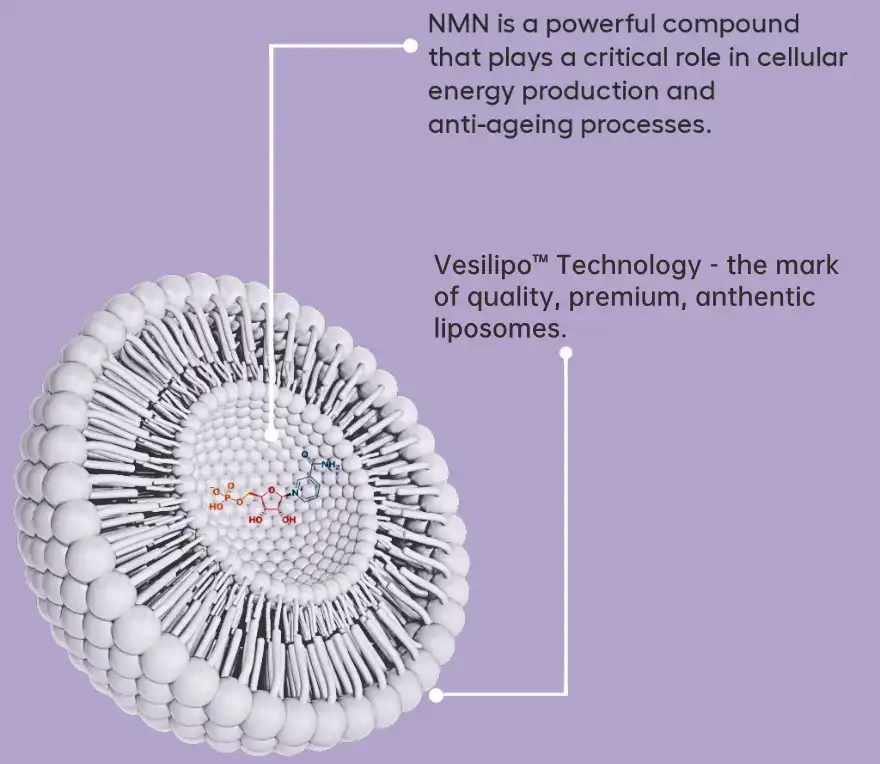 Liposomal NMN vs Standard NMN Liposomal NMN vs Standard NMN
