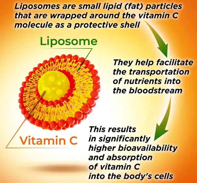 liposomal vitamin c Absorption