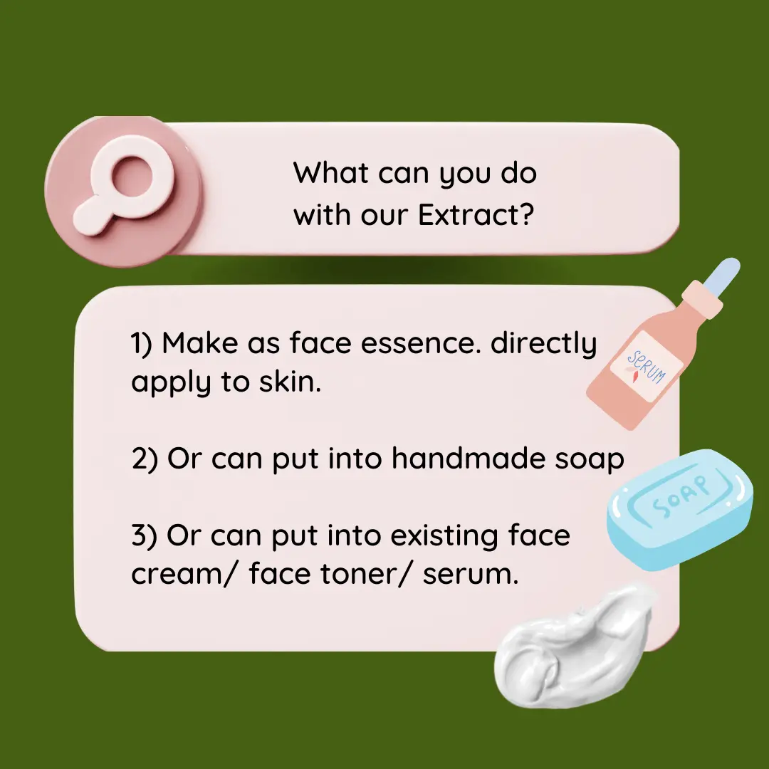 Angelica Dahurica Extract application Angelica Dahurica Extract application