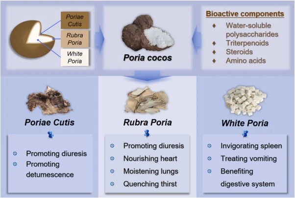Health Benefits of Poria Cocos Extract