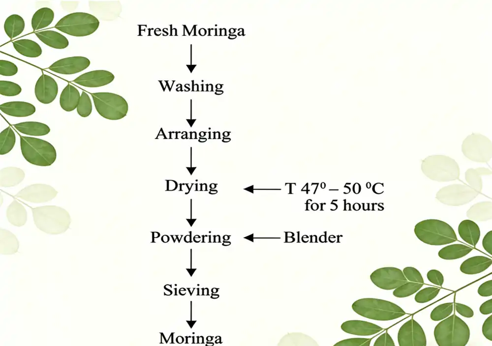 Moringa Leaf Powder Process Steps