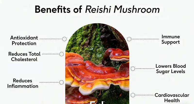 Benefits of Ganoderma Lucidum Extract Powder Benefits of Ganoderma Lucidum Extract Powder