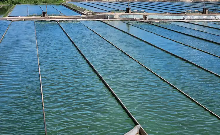 spirulina powder plant base