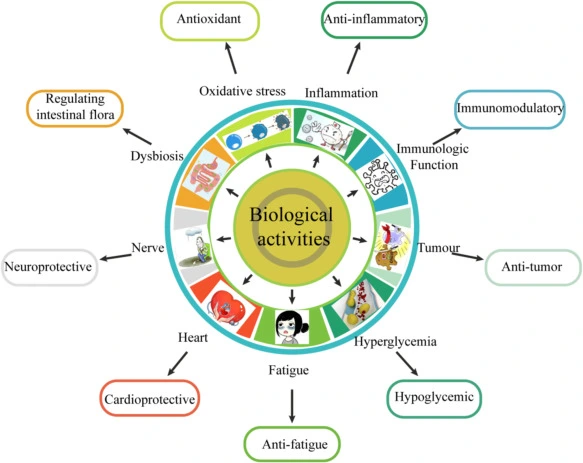 Bulk Gynostemma Pentaphyllum Extract Benefits Bulk Gynostemma Pentaphyllum Extract Benefits