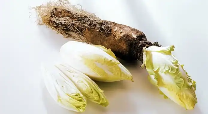 inulin powder source