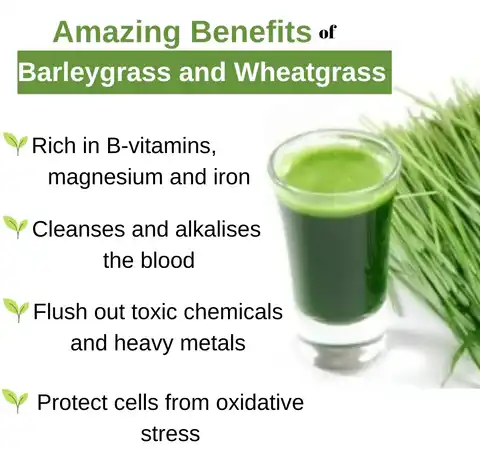 Wheatgrass Powder supplier